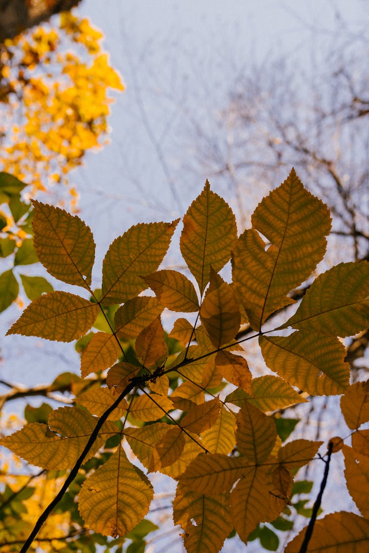 Tree Branch With Bright Faded Leaves In Autumn Park