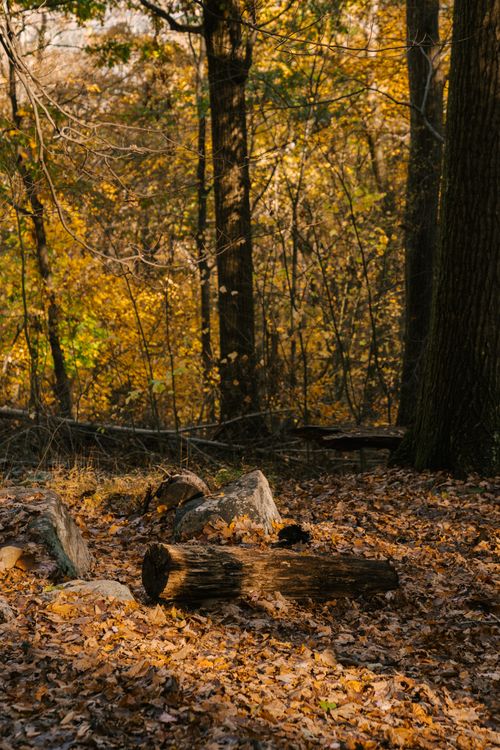 Free High trees near land with fallen trunk and stones on faded leaves in woods in fall season Stock Photo