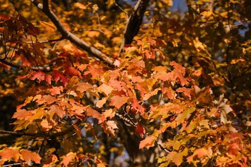 Bright autumn leaves on maple tree in park