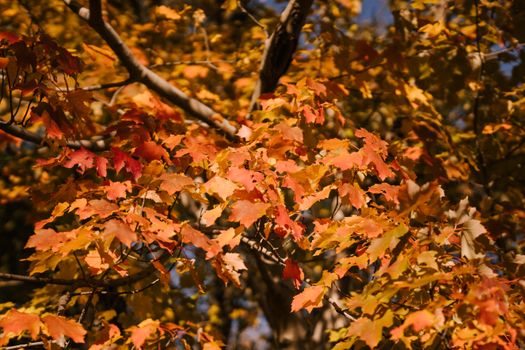 Scenic view of colorful thin leaves growing on tree branches in garden in fall season