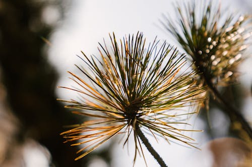 Kiefernzweig Mit Dünnen Nadeln Im Park