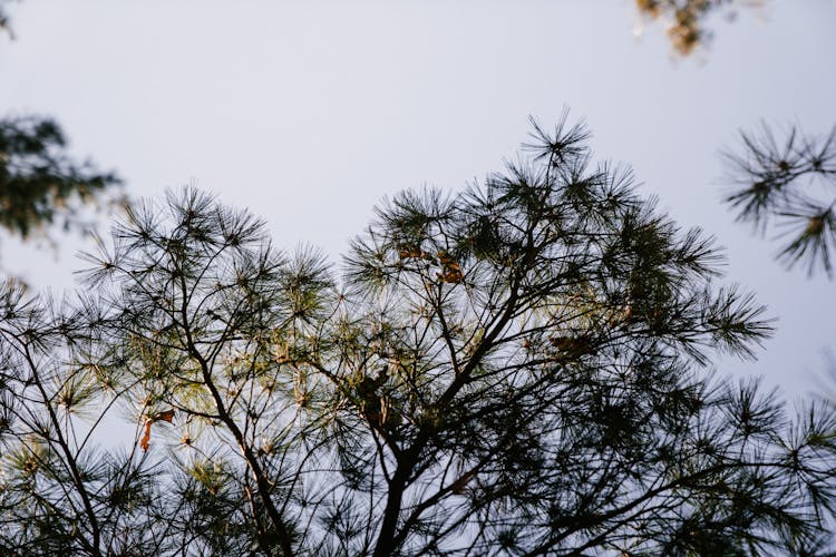 Pine Tree Branches In Park Under Light Sky