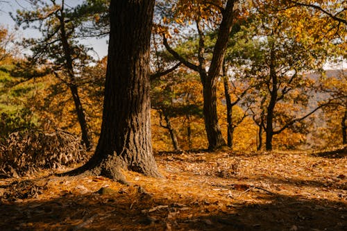 Árboles Con Hojas Marchitas En Tierra Seca En Otoño