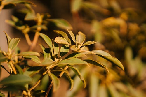 Green Ficus with pointed leaves growing in garden