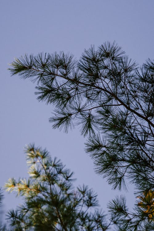 Gratis Ramas De Los árboles De Coníferas Bajo Un Cielo Azul En El Jardín Foto de stock