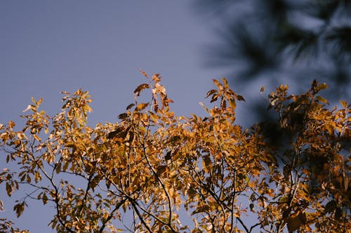 Bright tree branches with faded leaves in autumn park