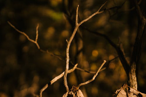 Dry wavy tree twig in autumn forest