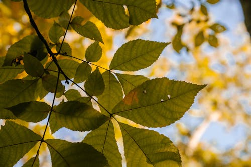 From below of green tree branch with pointed leaves on thin twig growing in park in fall