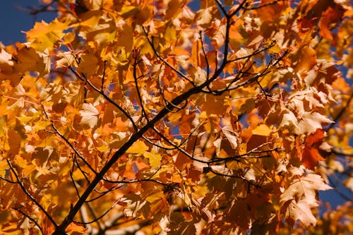 Maple tree branch with bright autumn leaves in park