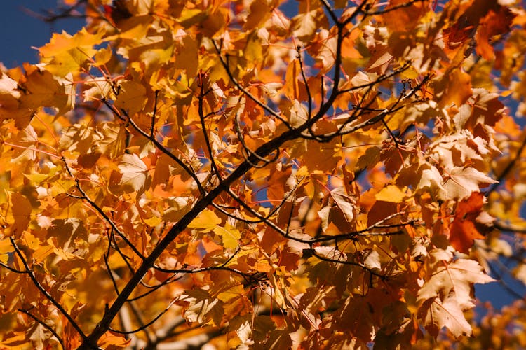 Maple Tree Branch With Bright Autumn Leaves In Park