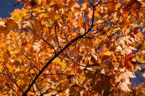 Free Scenic view of wavy tree twig with colorful faded leaves in fall in garden Stock Photo