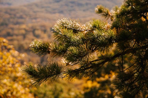 Picturesque view of evergreen tree branch with needles growing on mount in fall in sunlight