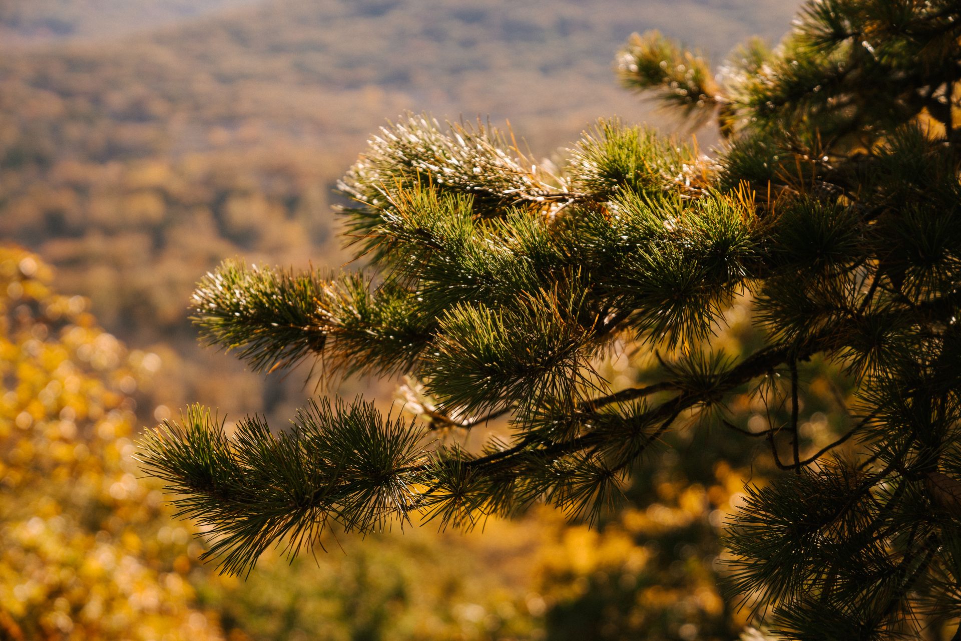 Picturesque view of evergreen tree branch with needles growing on mount in fall in sunlight
