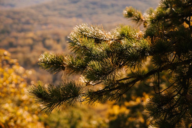 Pine Tree Branch On Mountain In Autumn