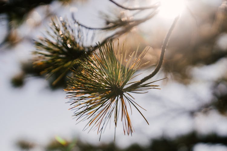 Pine Tree Twigs With Needles In Sunshine