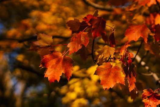 Scenery view of bright faded leaves with pointed edges on tree in park in fall season