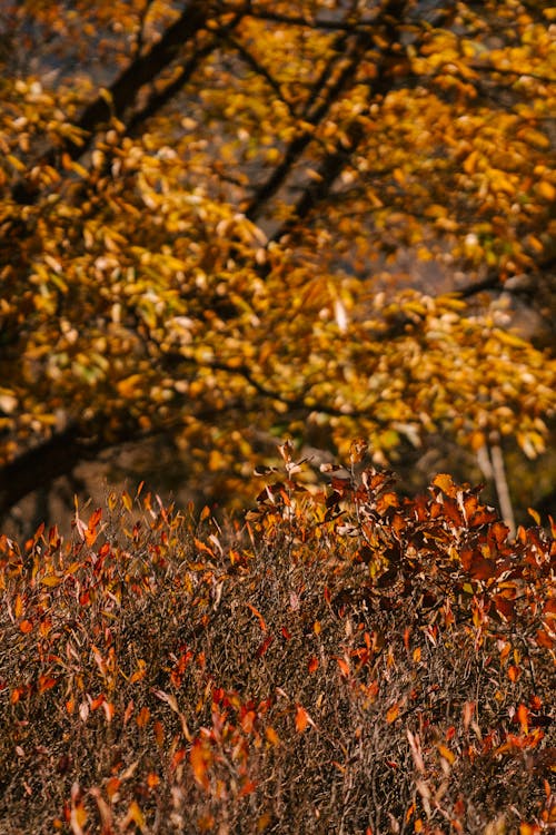 Arbre D'automne Et Plantes Aux Feuilles Lumineuses Dans Le Parc