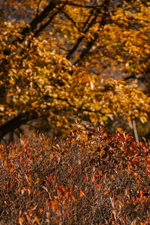 公園で明るい葉を持つ秋の木や植物