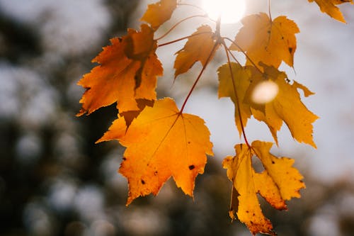 Yellow leaves with spots in autumn park in sunlight