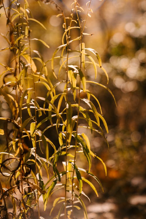 Scenic view of plants with thin stems and pointed leaves growing in park in sunlight