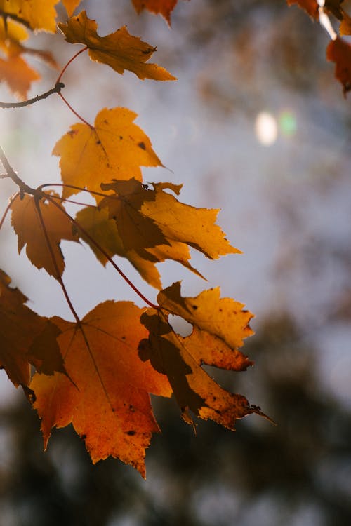 Bright faded foliage with pointed edges growing on thin stalks in park in fall season