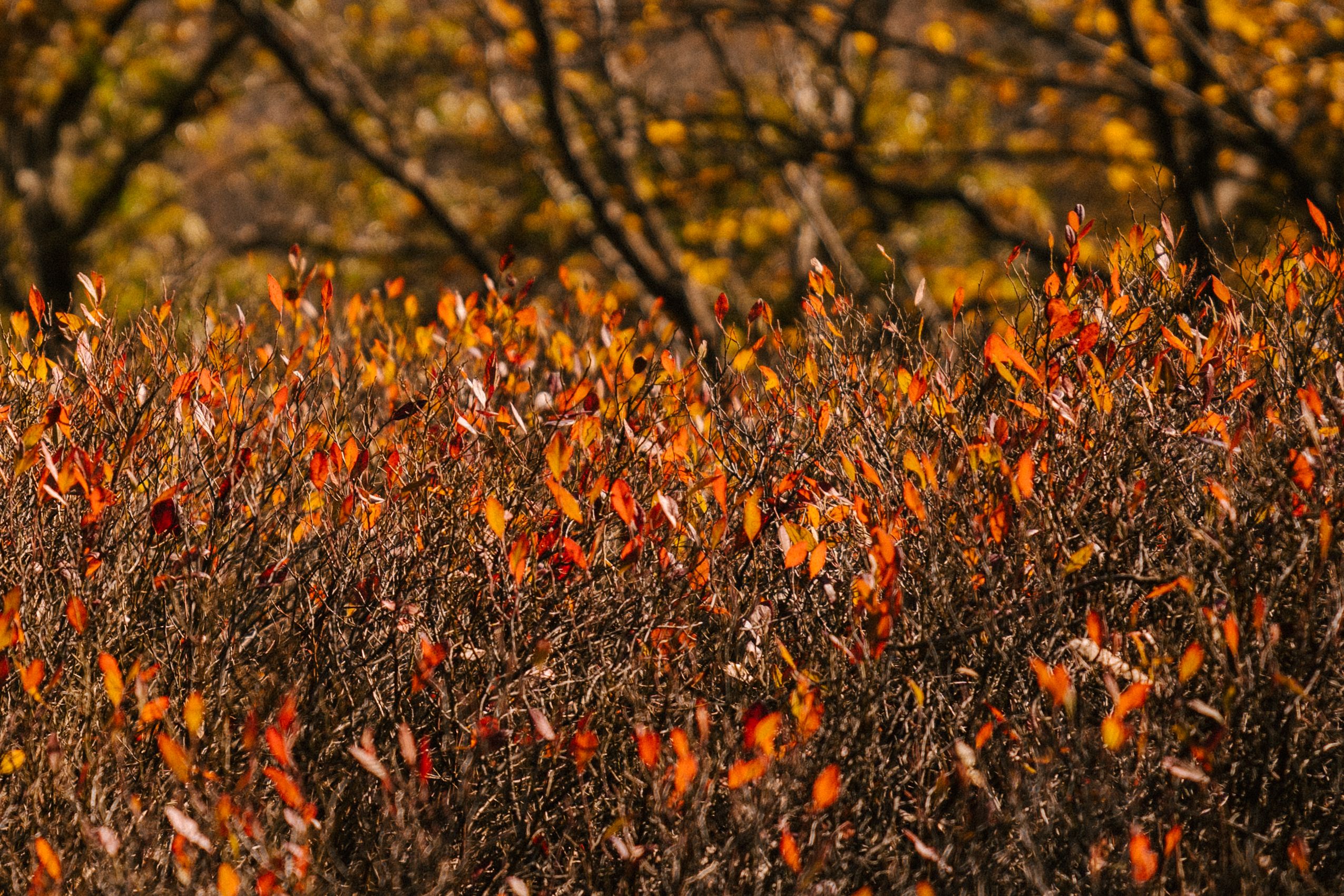 秋季花园里，茎细叶艳的植物在树木附近生长，风景如画