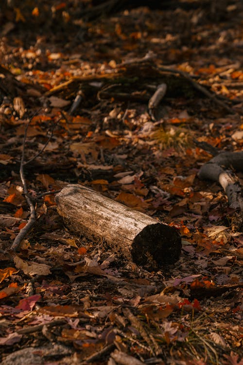 Dry tree trunk on autumn foliage in forest