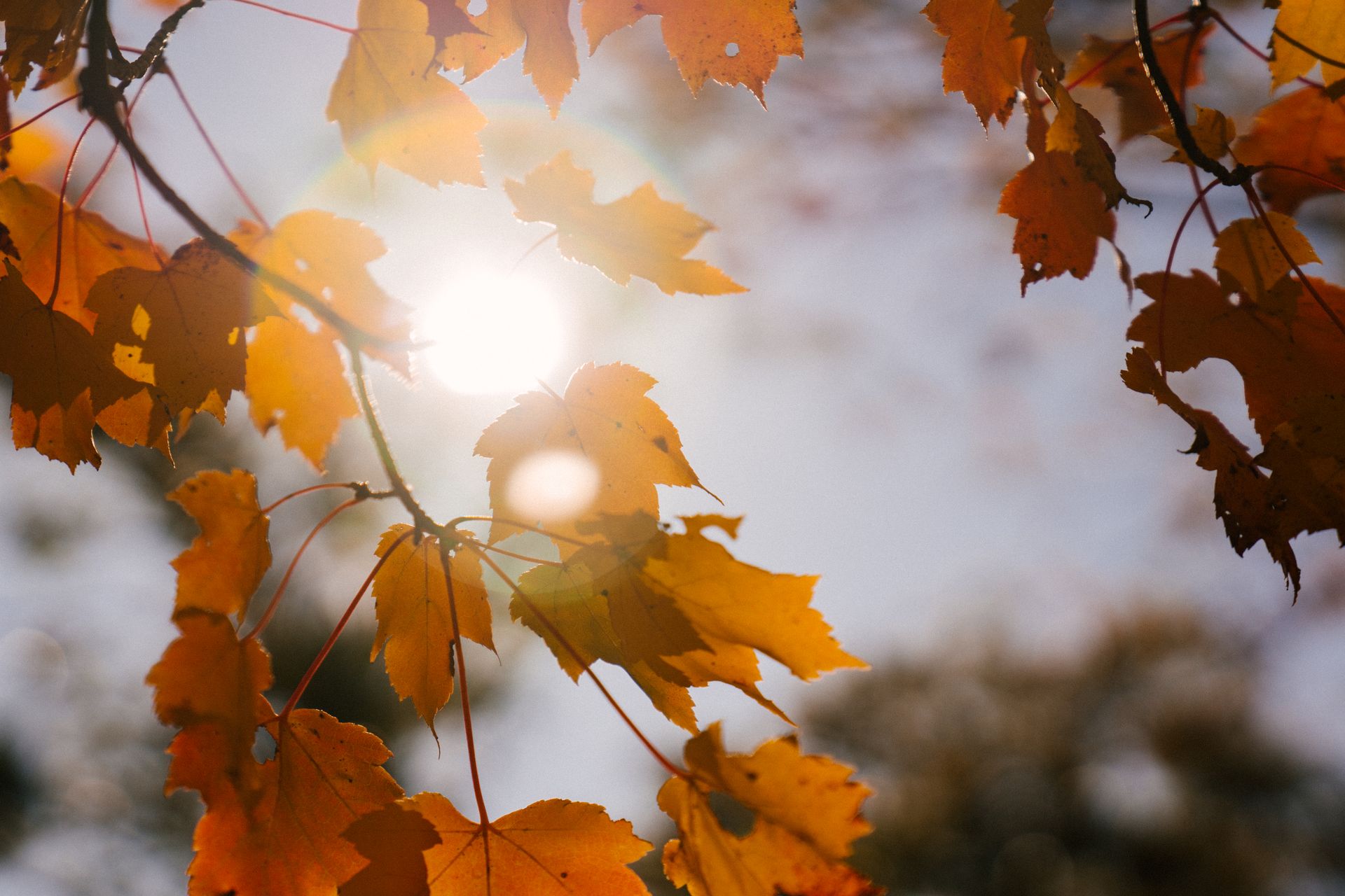 Colorful maple leaves on tree twigs in sunshine