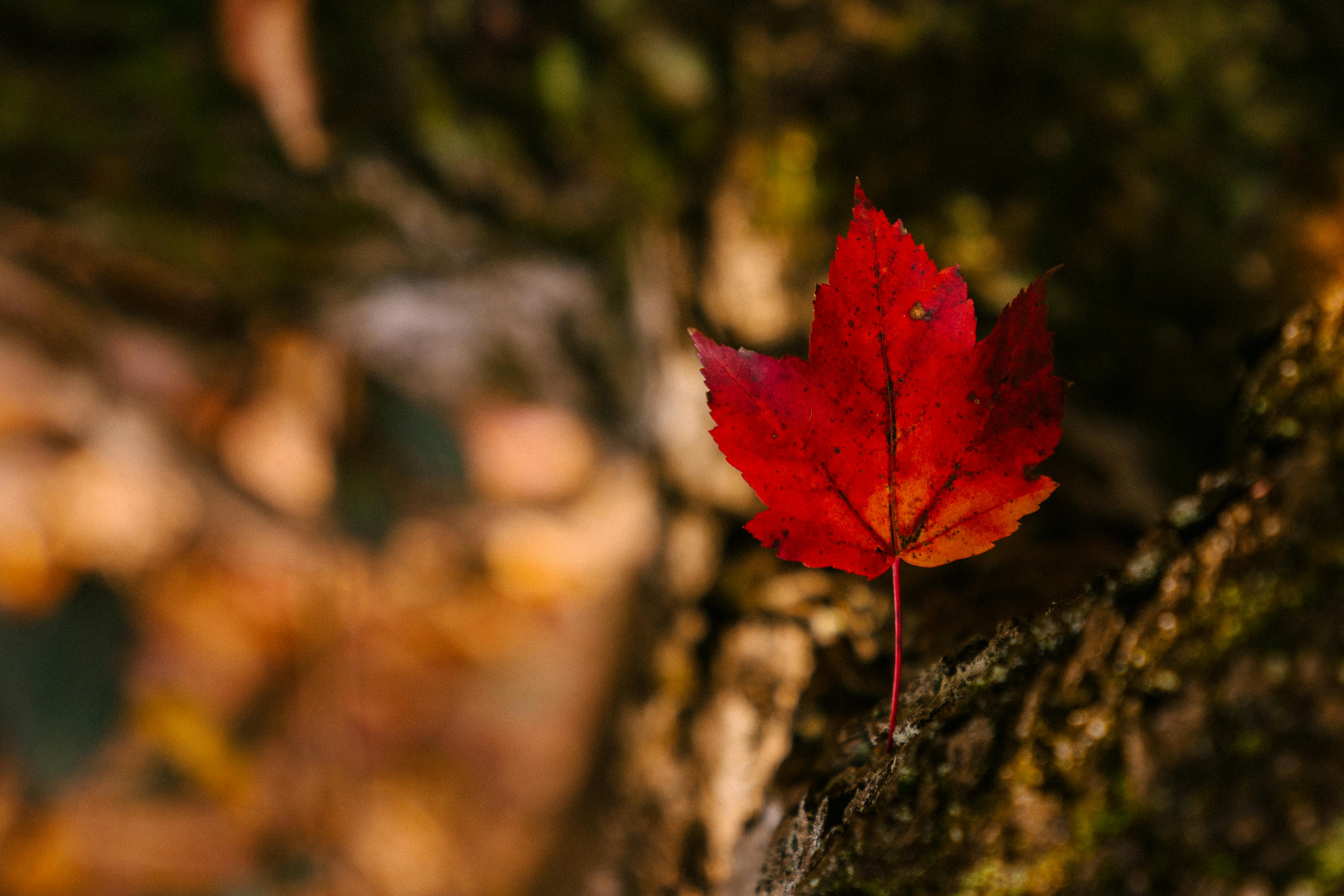 Acer Palmatum Ultra HD Desktop Background Wallpaper for 4K UHD TV :  Widescreen & UltraWide Desktop & Laptop : Tablet : Smartphone