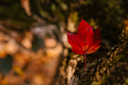 Rotes Ahornblatt Mit Dünnem Stiel Im Herbstpark