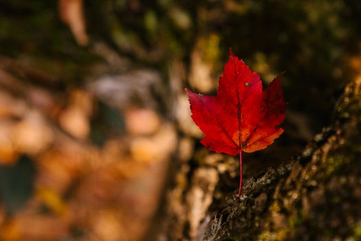 Bright faded leaf with thin stalk and spiky edges on dry surface in fall