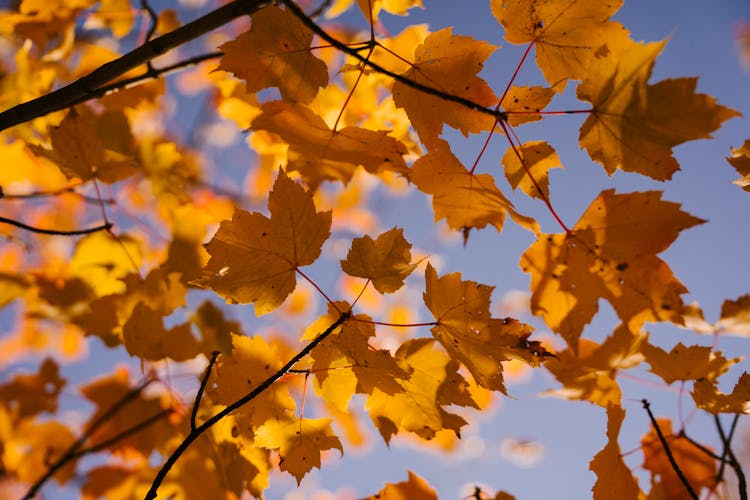 Tree Branch With Yellow Maple Leaves In Park