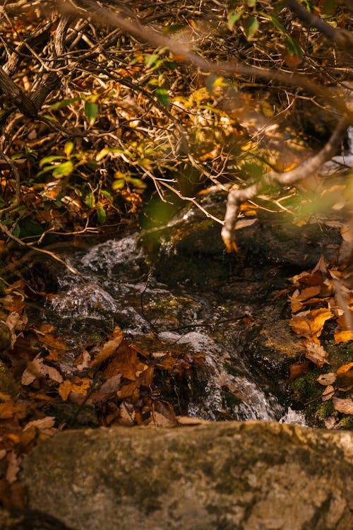 Cascade Rapide Sur Le Mont Près De L'arbre D'automne