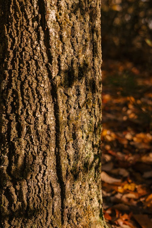 Základová fotografie zdarma na téma barva, drsný, hnědá