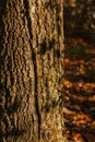 Dry thick tree trunk with rough ribbed surface growing in autumn forest in sunlight