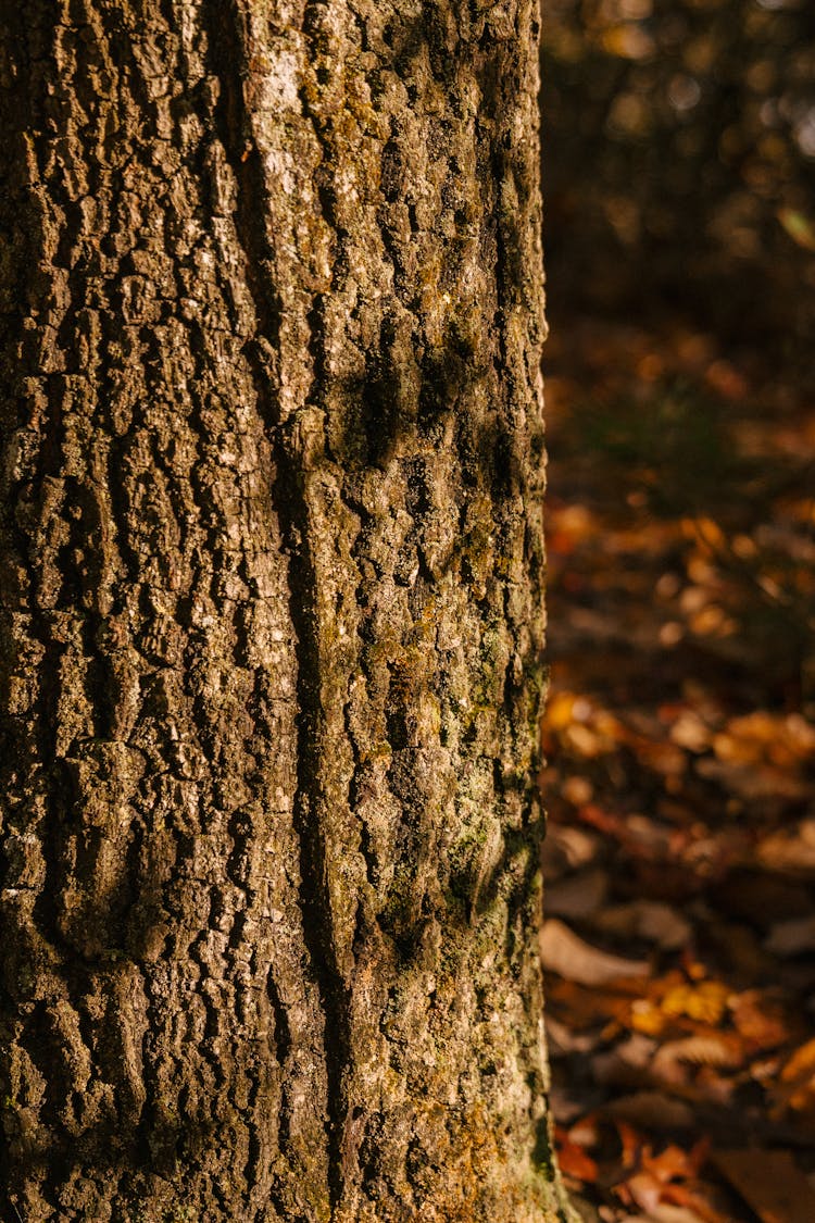 Big Tree Trunk With Dry Bark In Woods