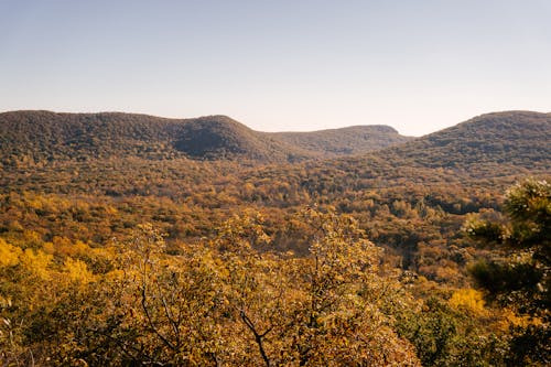 Mountains with lush trees in fall season