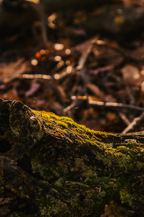 Fallen tree trunk with dry rough bark and green moss in woods in fall season