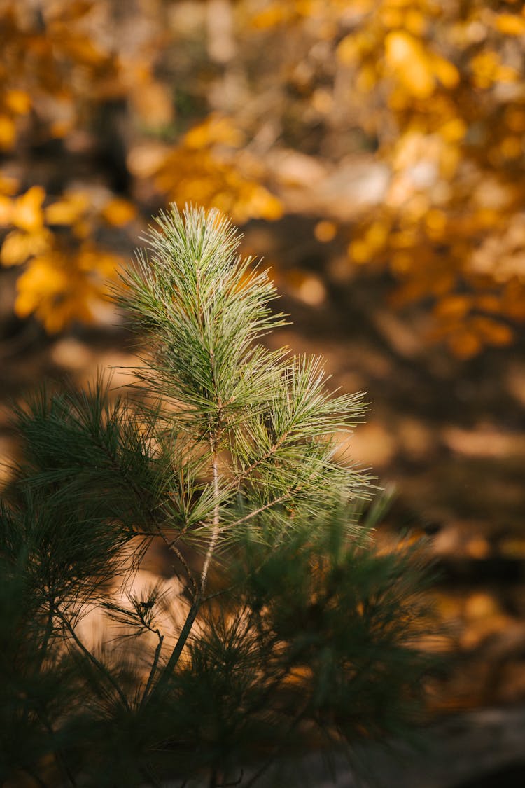 Thin Fir Tree In Autumn Forest