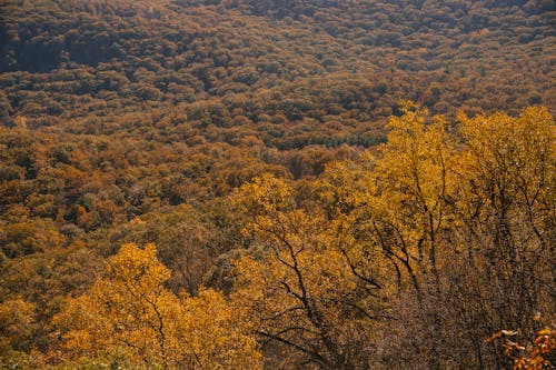 Goldener Herbstwald In Bergigem Gelände