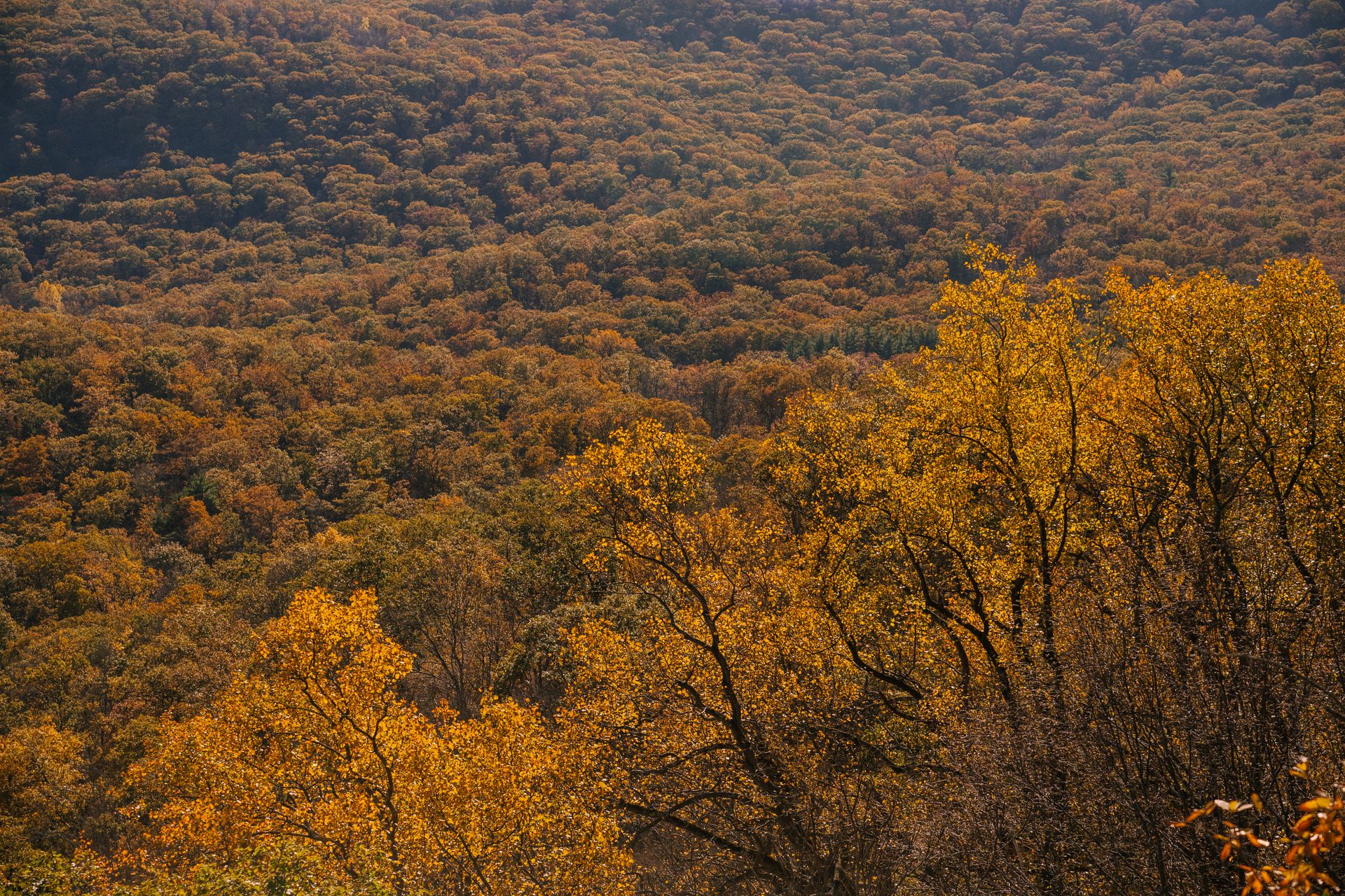 Picturesque scenery of lush fall forest with golden foliage on hills under sunlight