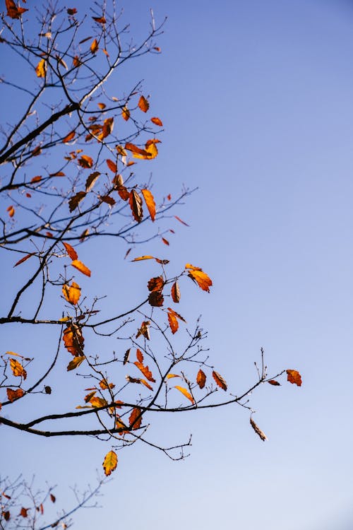 Zweige Des Herbstbaumes Gegen Himmel