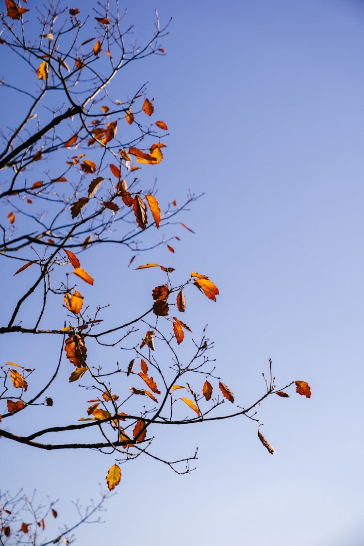 Branches Of Autumn Tree Against Sky