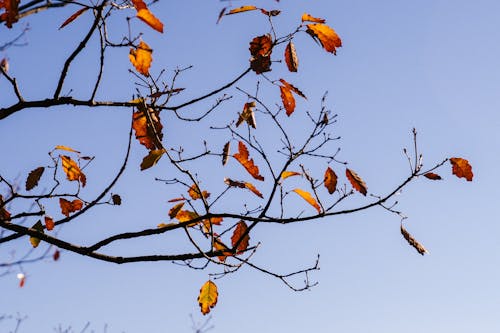 日光の下でまばらな葉を持つ秋の木