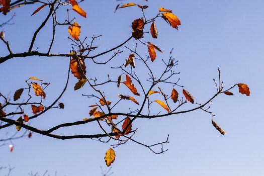 Autumn tree with sparse leaves in sunlight