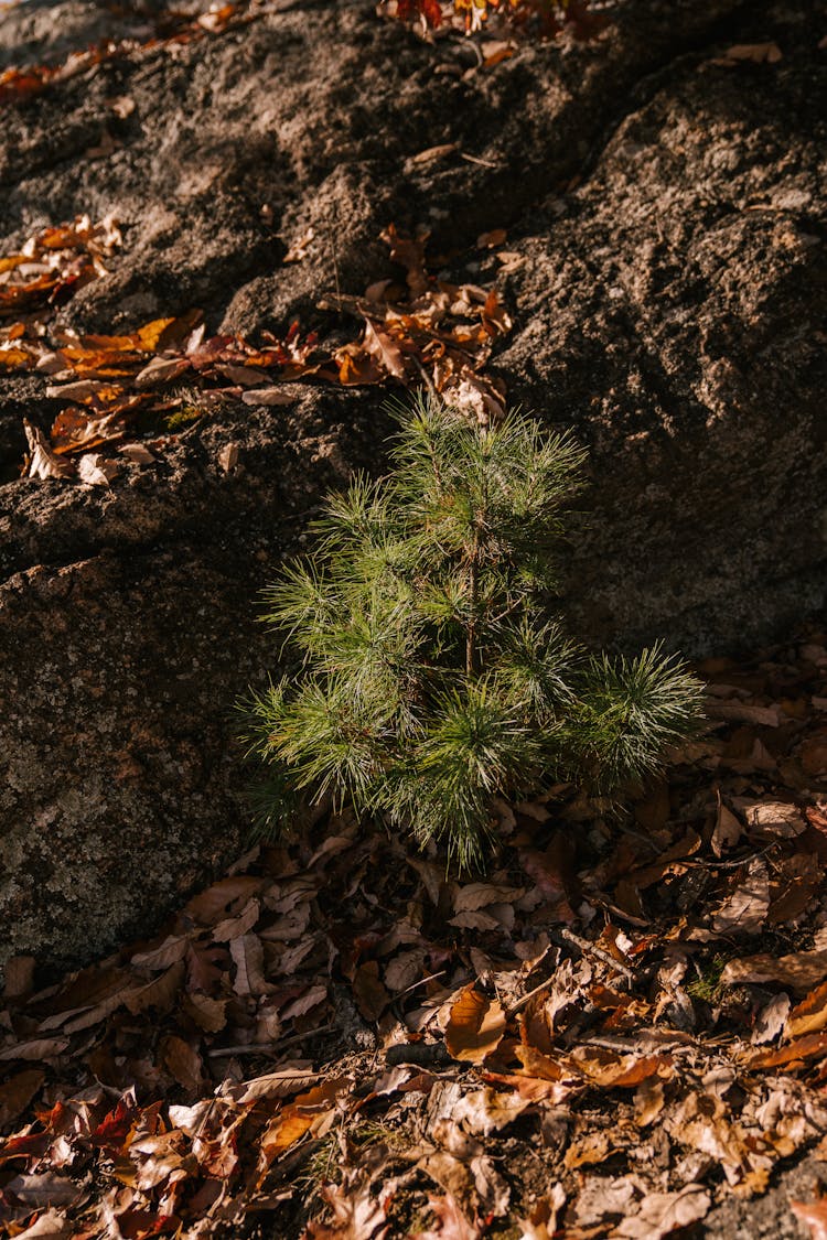 Young Coniferous Tree In Autumn Garden