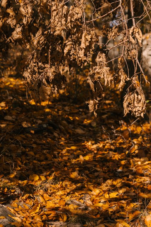 Free Dry autumn leaves on thin twigs of tree over golden foliage on ground of forest Stock Photo
