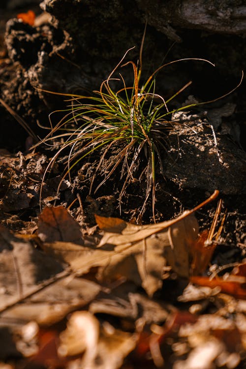 Delicato Germoglio Verde Nella Foresta Di Autunno