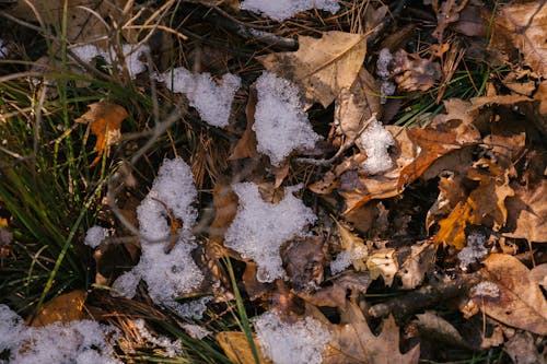 Free From above of dry fallen foliage near fresh grass under snow in countryside Stock Photo
