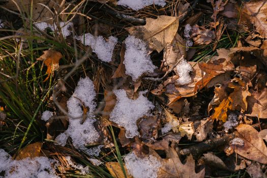 在乡村积雪下，新鲜草附近的干燥落叶上方